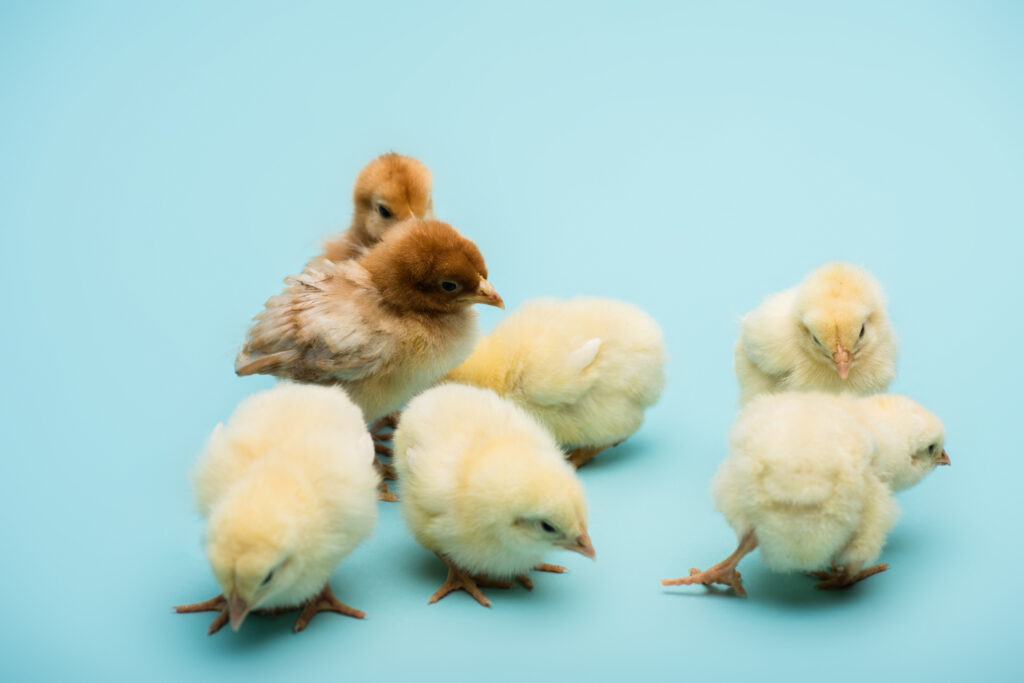Η γρίπη των πτηνών είναι η επόμενη πανδημία; Τι λένε οι επιδημιολόγοι