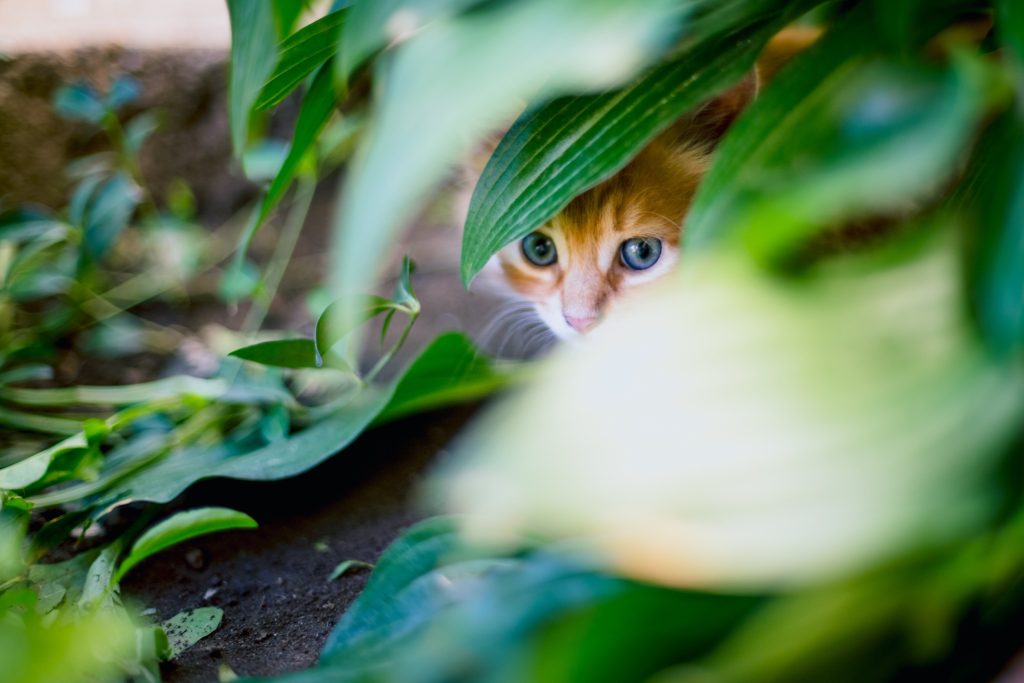 Τεστάρετε το IQ σας: Μπορείτε να βρείτε την κρυμμένη γάτα;