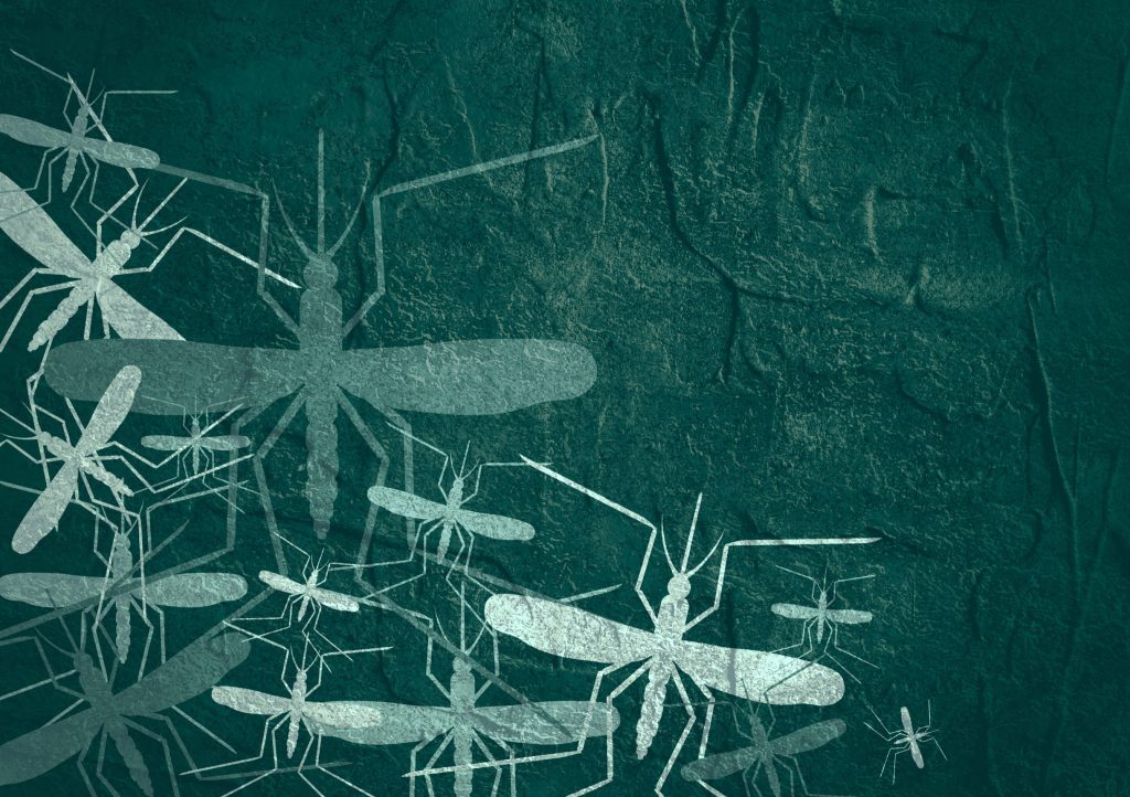 Κακοκαιρία Daniel: Συναγερμός στη Θεσσαλία για τα κουνούπια – Κίνδυνος έξαρσης λοιμώξεων