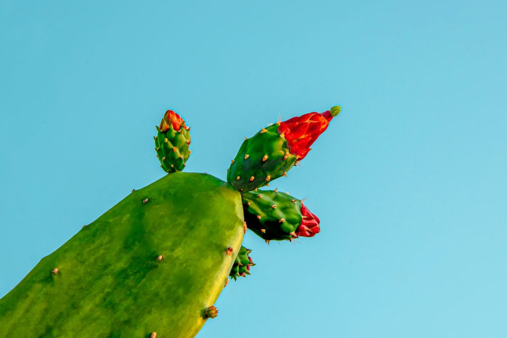 Ο καρπός από το Μεξικό που προστατεύει το συκώτι, προλαμβάνει το γλαύκωμα και δίνει ενέργεια