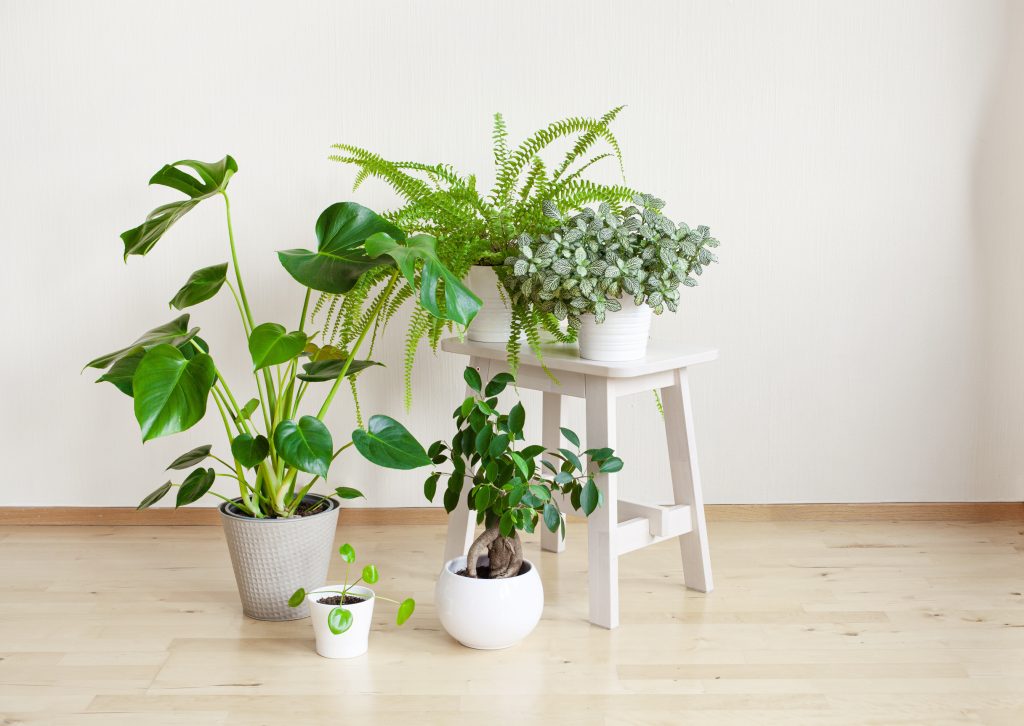 Αυτά είναι τα 3 φυτά που απορροφούν την υγρασία και διώχνουν τη μούχλα