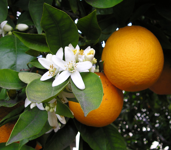 Πορτοκάλι: Διατροφική αξία, οφέλη και παρενέργειες – Ποιοι δεν πρέπει να τρώνε
