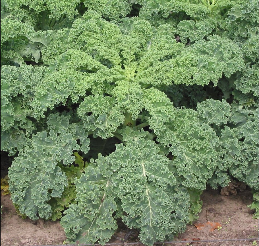 Λάχανο kale (λαχανίδα): Διατροφική αξία, οφέλη και παρενέργειες – Ποιοι δεν πρέπει να τρώνε