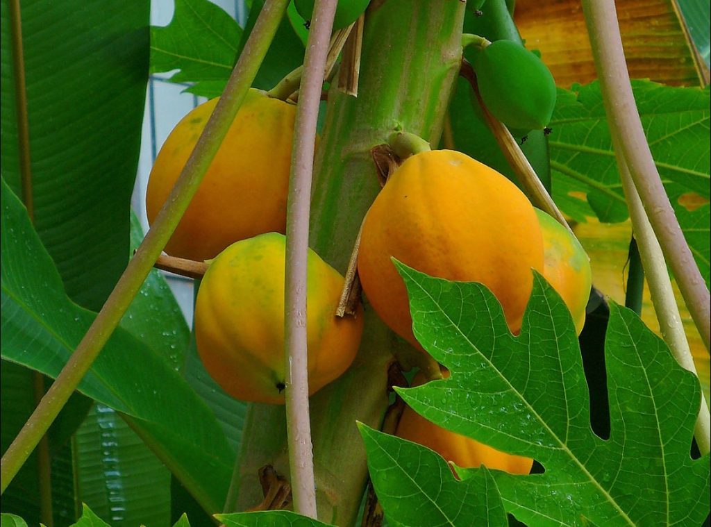 Παπάγια (Papaya): Διατροφική αξία, οφέλη και παρενέργειες – Ποιοι δεν πρέπει να τρώνε