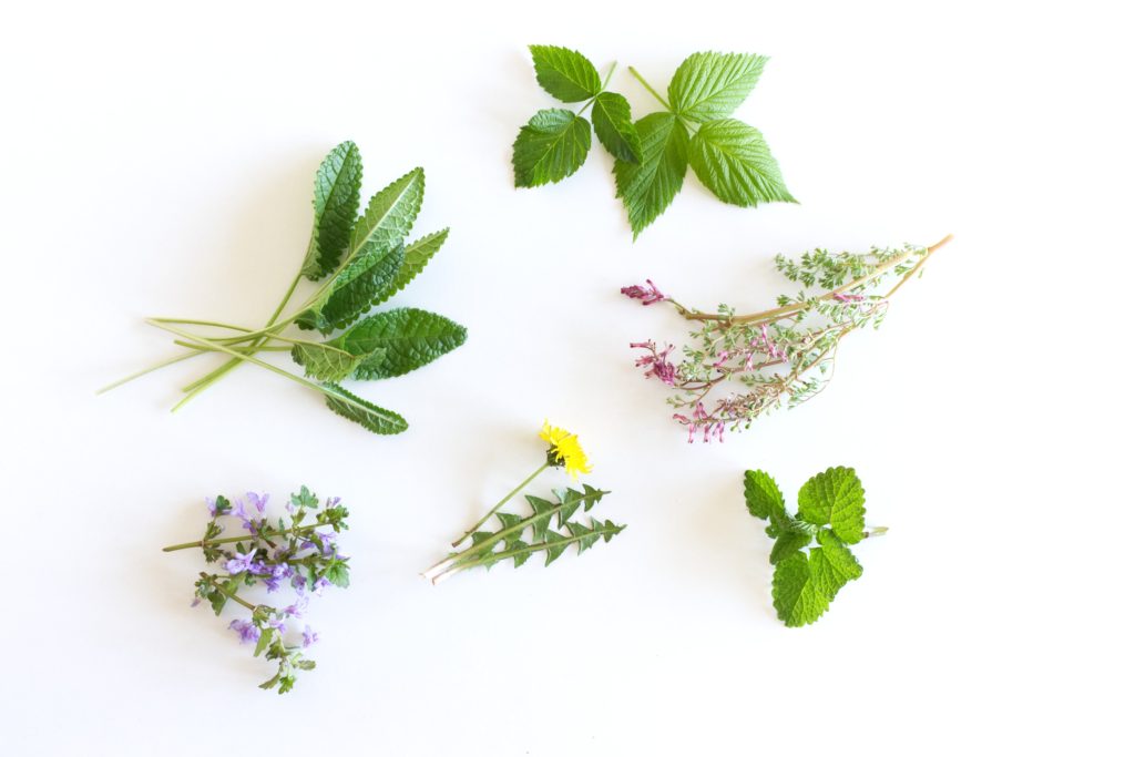 Κόλιανδρος: Το τέλειο βότανο που καταπολεμά το άγχος και την ημικρανία