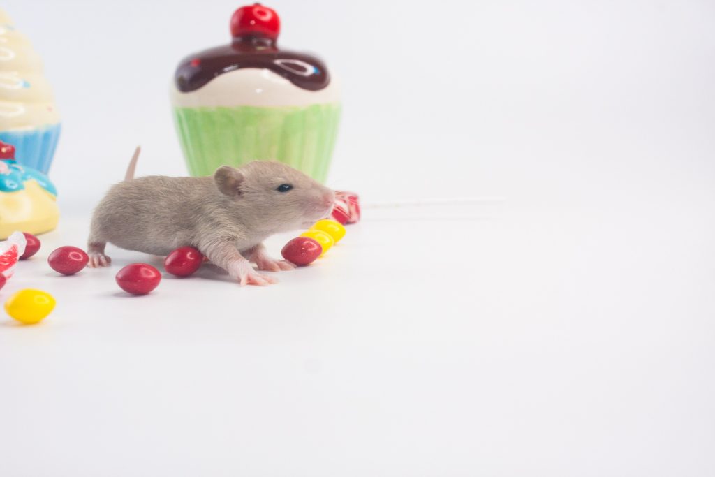 Πώς θα απαλλαγείτε μόνιμα από τα ποντίκια: 7 τρόποι – Από τι κινδυνεύετε