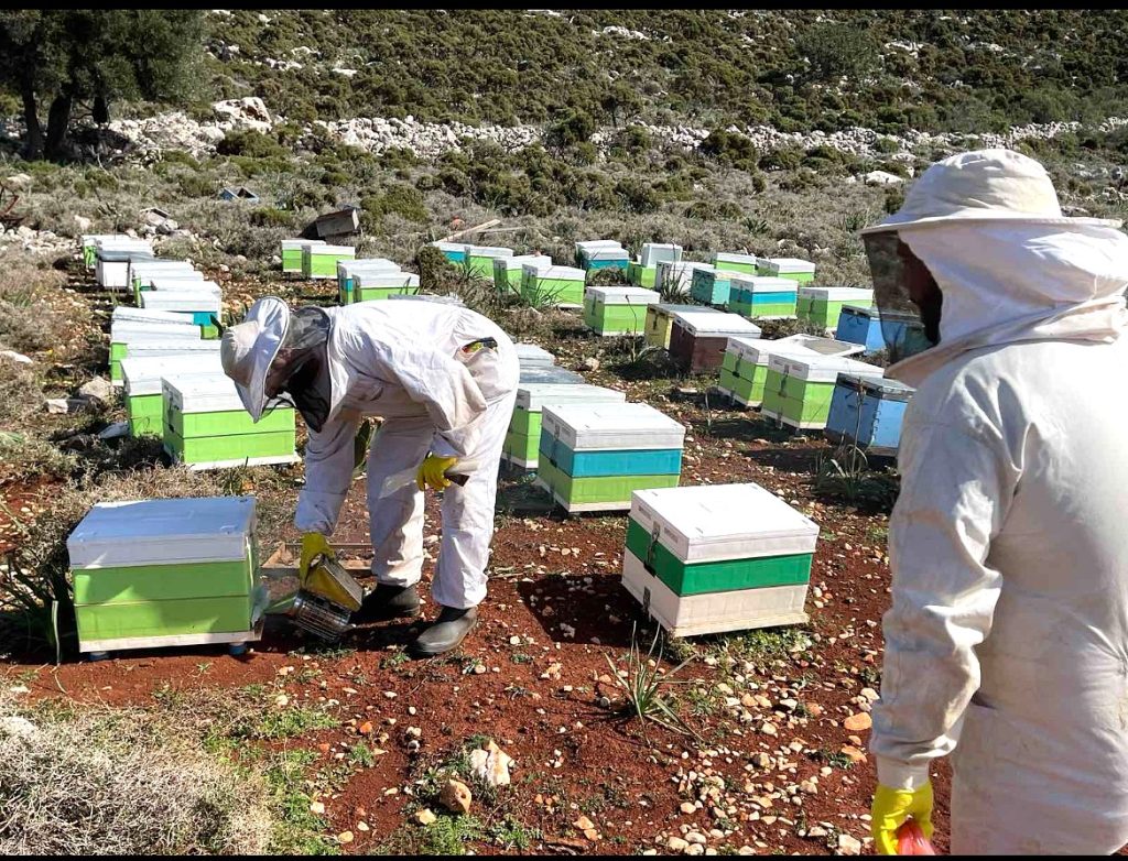 Η InterMed στηρίζει τη μελισσοκομία στο Καστελλόριζο – Platinum βραβείο Olymp Awards στο μέλι του ακριτικού νησιού