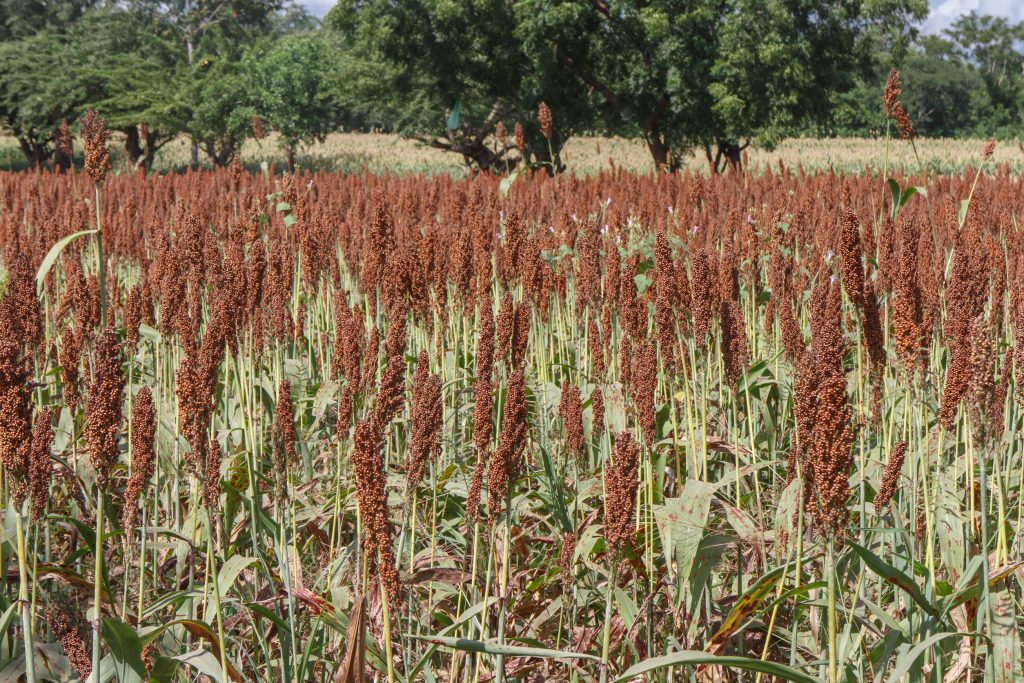 Το αρχαίο δημητριακό που μπορεί να προστατεύσει το δέρμα, να ενισχύσει το ανοσοποιητικό και να βελτιώσει τη διάθεση