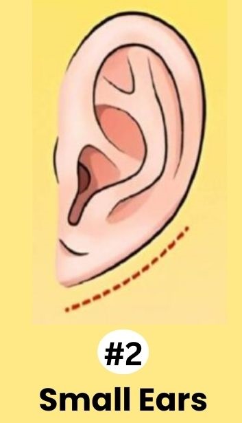 Τεστ προσωπικότητας: Πόσο μεγάλα είναι τα αυτιά σας; Απαντήστε και αποκαλύψτε τα κρυφά χαρακτηριστικά της προσωπικότητάς σας