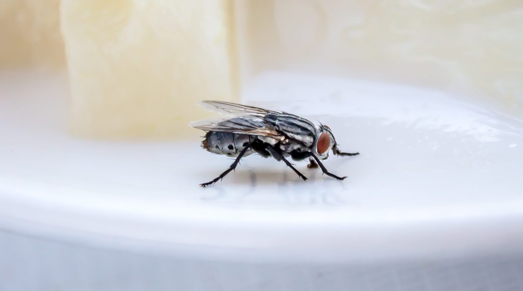 Το νέο εντομοκτόνο για τον έλεγχο των μυγών από την BASF