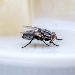 Το νέο εντομοκτόνο για τον έλεγχο των μυγών από την BASF