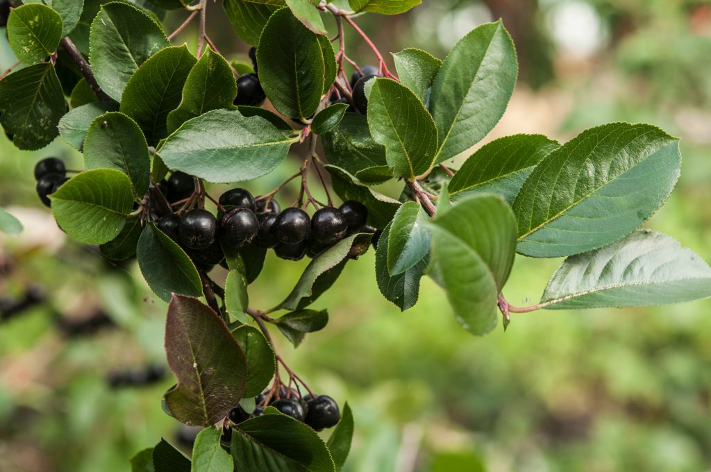 Το φρούτο «μαύρος χρυσός» που μπορεί να ρίξει το σάκχαρο και την αρτηριακή πίεση