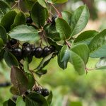 Το φρούτο «μαύρος χρυσός» που μπορεί να ρίξει το σάκχαρο και την αρτηριακή πίεση