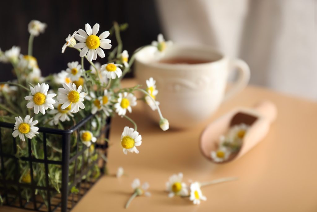 Το βότανο «μήλο της γης» που μπορεί να ανακουφίσει το γαστρεντερικό και να αντιμετωπίσει το άγχος