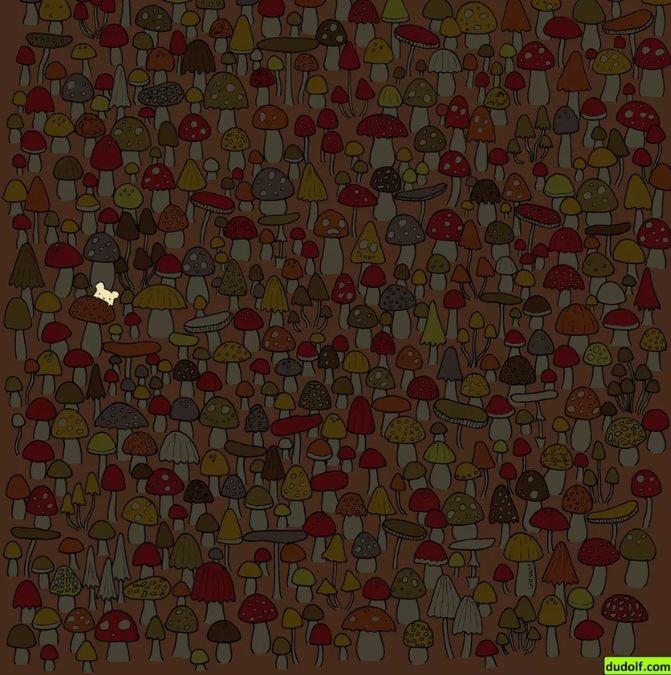 Μπορείτε να εντοπίσετε το ποντικάκι που κρύβεται πίσω από όλα τα μανιτάρια; Μόνο όσοι έχουν τα μάτια γερακιού μπορούν να λύσουν το τεστ παρατηρητικότητας