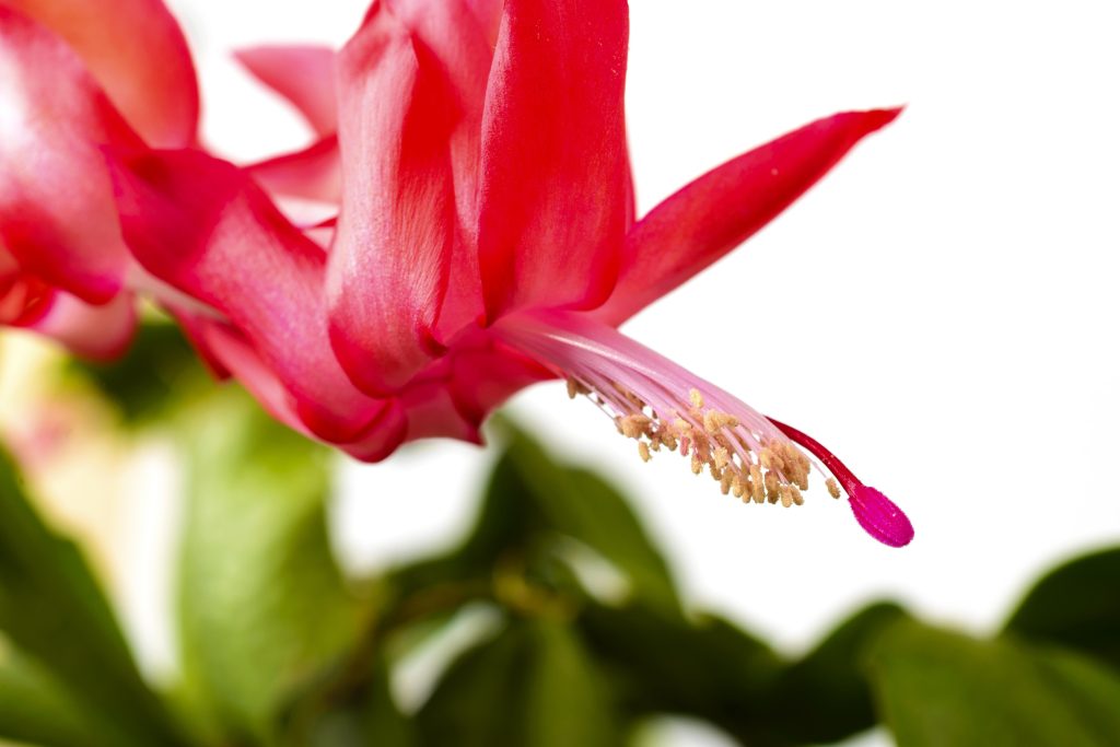 Φυτά: Ο Νο1 λόγος που ο κάκτος των Χριστουγέννων δεν ανθίζει