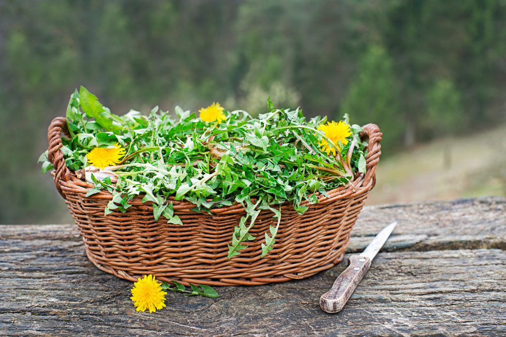 Το λουλούδι των ευχών που μπορεί να ρίξει τη χοληστερίνη και να ελέγξει το σάκχαρο