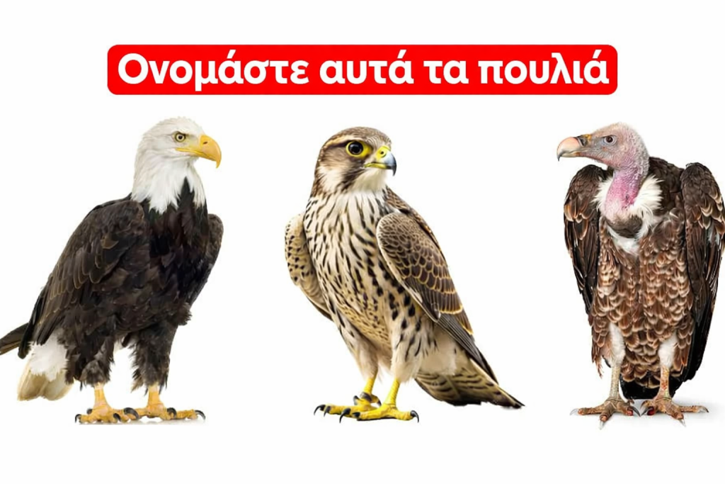 Δοκιμάστε τη δύναμη του μυαλού σας! Μπορείτε να ονομάσετε αυτά τα αρπακτικά πουλιά σε 30 δευτερόλεπτα;