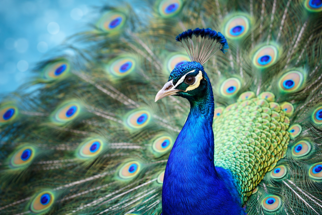 Τα φτερά του παγωνιού εκπέμπουν ακτίνες λέιζερ – Πώς μπορεί να αξιοποιηθεί στην ιατρική