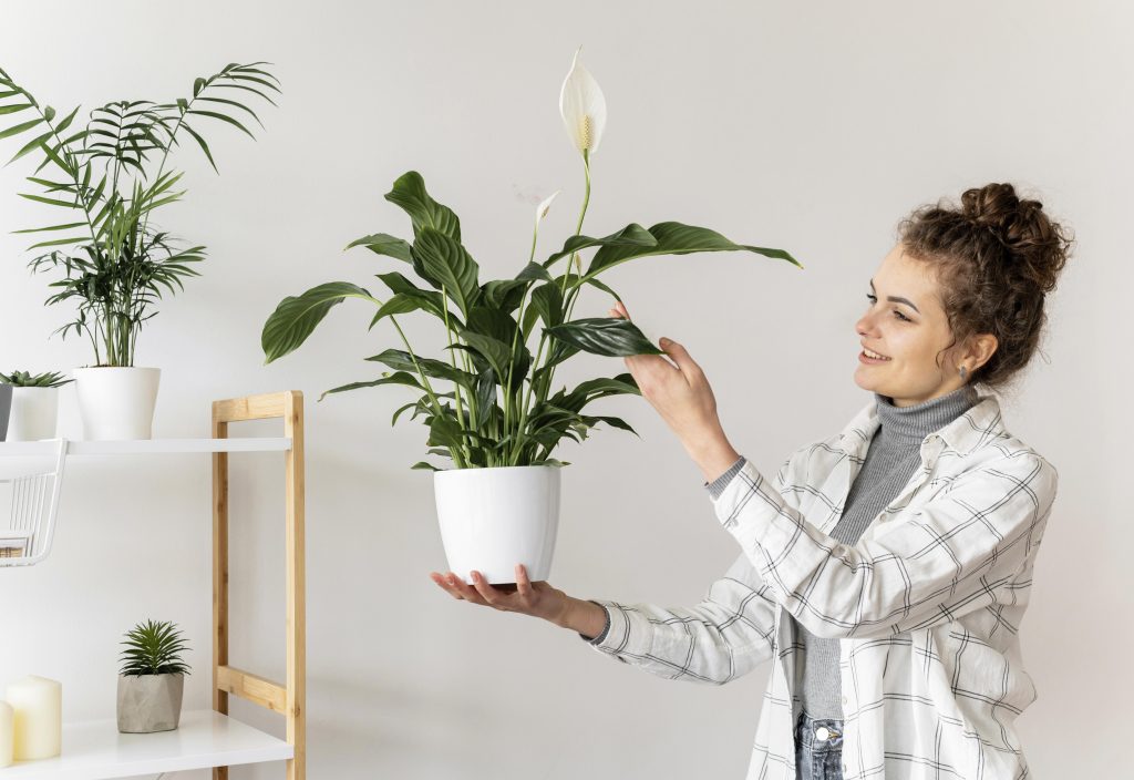 Σπαθίφυλλο – Peace Lily: Το κόλπο για να «ανθίζει για χρόνια» – Το φυσικό λίπασμα που θα χρειαστείτε